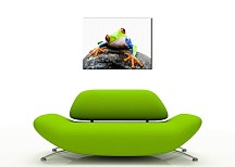 Žaba na kameni Obraz CS0265