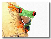 Žaba zoom Obraz CD0357