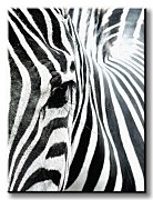 Zebra - Obraz na płótnie CS0550