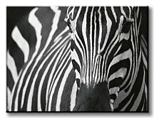 Zebra - Obraz na płótnie CD0524