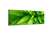 Zelená panoráma Obraz zs18497