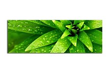 Zelená panoráma Obraz zs18497