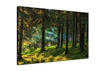 Obraz Život v lese zs29104