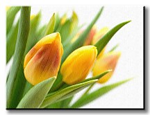 Žlté tulipány Obraz CS0214