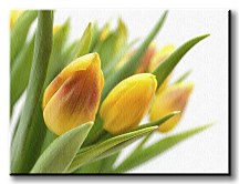 Žlté tulipány  Obraz CD0214
