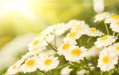 Obraz na stenu ZS - bez pomeru strán