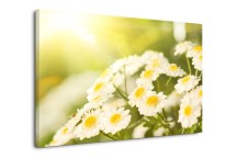 Obraz Margarétky zs100