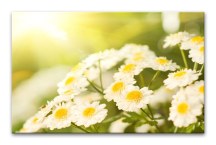 Obraz Margarétky zs100