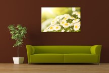 Obraz Margarétky zs100