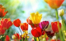 Obrazy Kvety Tulipány zs101