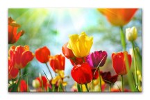 Obrazy Kvety Tulipány zs101