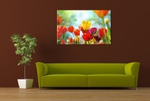 Obrazy Kvety Tulipány zs101