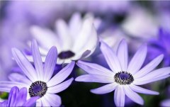 Obraz na stenu ZS - bez pomeru strán