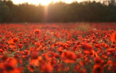 Obraz na stenu ZS - bez pomeru strán