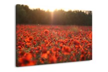 Obraz Lúka divých Makov zs104