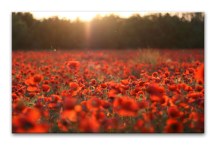 Obraz Lúka divých Makov zs104