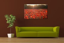 Obraz Lúka divých Makov zs104