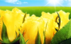 Obraz na stenu ZS - bez pomeru strán