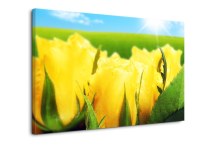 Obraz Žlté ruže zs107