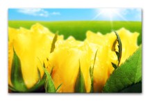 Obraz Žlté ruže zs107