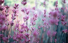 Obraz na stenu ZS - bez pomeru strán