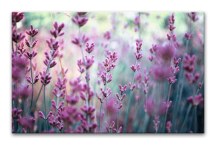 Obraz Levanduľa zs108