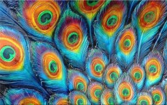 Obraz na stenu ZS - bez pomeru strán