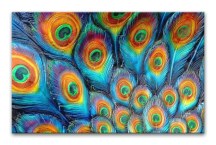 Obraz do obývačky - Pávie Oká zs111