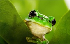 Obraz na stenu ZS - bez pomeru strán