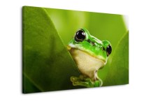 Obraz Žabka zs112