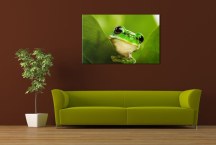 Obraz Žabka zs112
