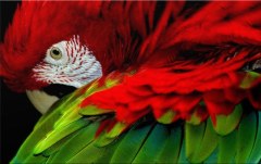 Obraz na stenu ZS - bez pomeru strán