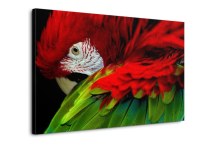 Obrazy Vtáky - Papagáj zs113