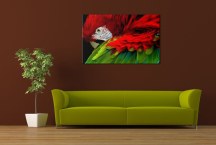 Obrazy Vtáky - Papagáj zs113