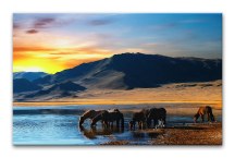 Obraz Zvieratá zs114