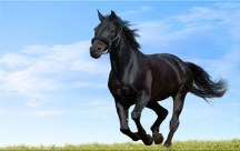 Obraz Čierny kôň zs118
