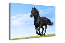 Obraz Čierny kôň zs118