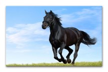 Obraz Čierny kôň zs118