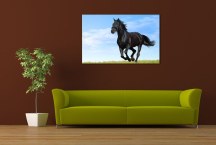 Obraz Čierny kôň zs118