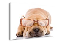 Obraz do detskej izby Psík zs120