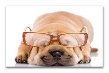 Obraz do detskej izby Psík zs120