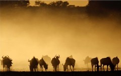 Obraz na stenu ZS - bez pomeru strán