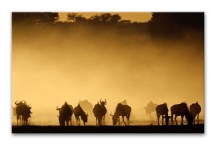 Obraz Zvieratá Stádo zs124