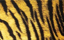 Obraz Tigria koža zs125
