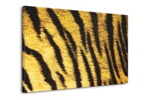 Obraz Tigria koža zs125