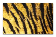 Obraz Tigria koža zs125