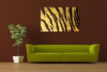 Obraz Tigria koža zs125