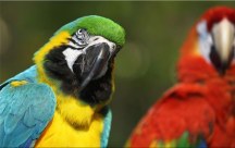 Obraz Papagáj zs126