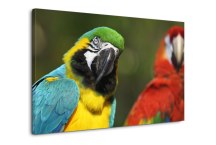 Obraz Papagáj zs126