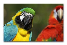 Obraz Papagáj zs126